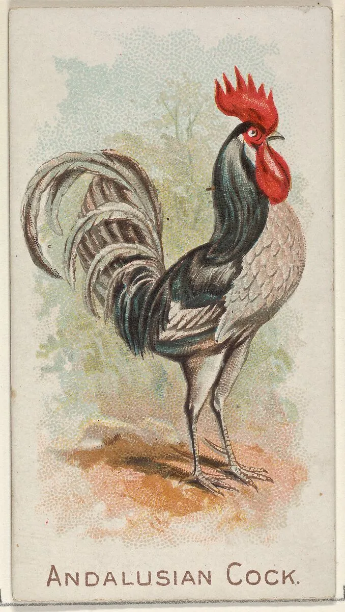 Andalusian Cock, from the Prize and Game Chickens series (N20) for Allen & Ginter Cigarettes — Allen & Ginter|The Gast Lithograph & Engraving Company