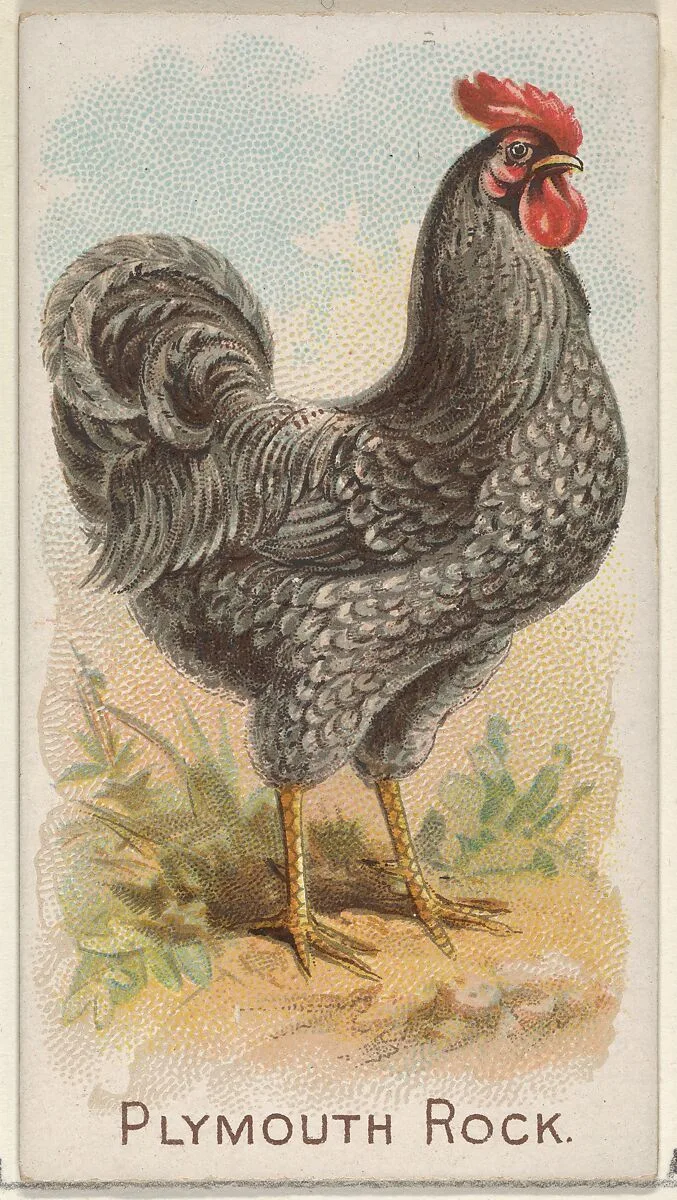 Plymouth Rock, from the Prize and Game Chickens series (N20) for Allen & Ginter Cigarettes — Allen & Ginter|The Gast Lithograph & Engraving Company