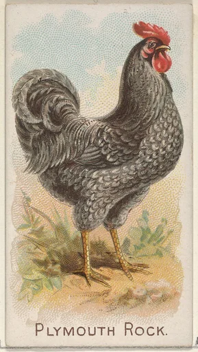 Plymouth Rock, from the Prize and Game Chickens series (N20) for Allen & Ginter Cigarettes
