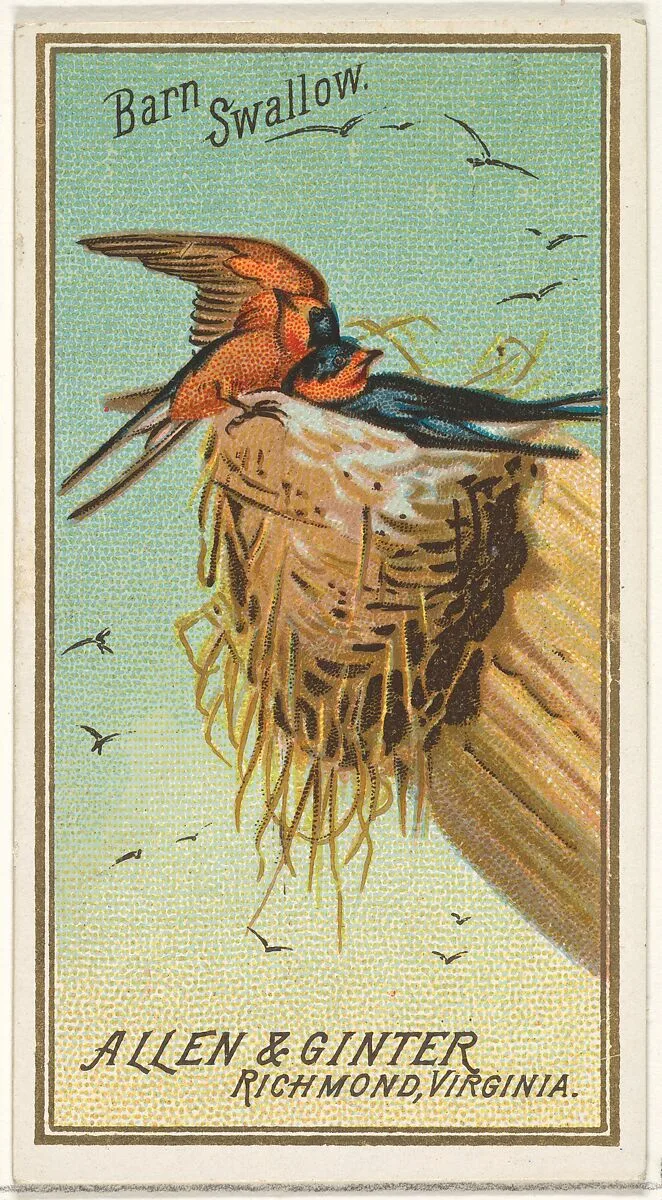 Barn Swallow, from the Birds of America series (N4) for Allen & Ginter Cigarettes Brands — Allen & Ginter