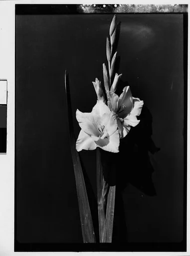 [Gladiola in Front of Backdrop, Darien, Connecticut]
