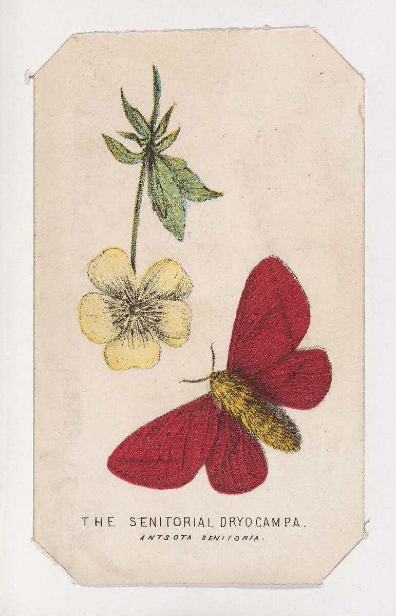The Senitorial Dryocampa moth card from the Butterflies and Moths of America series — Louis Prang & Co.