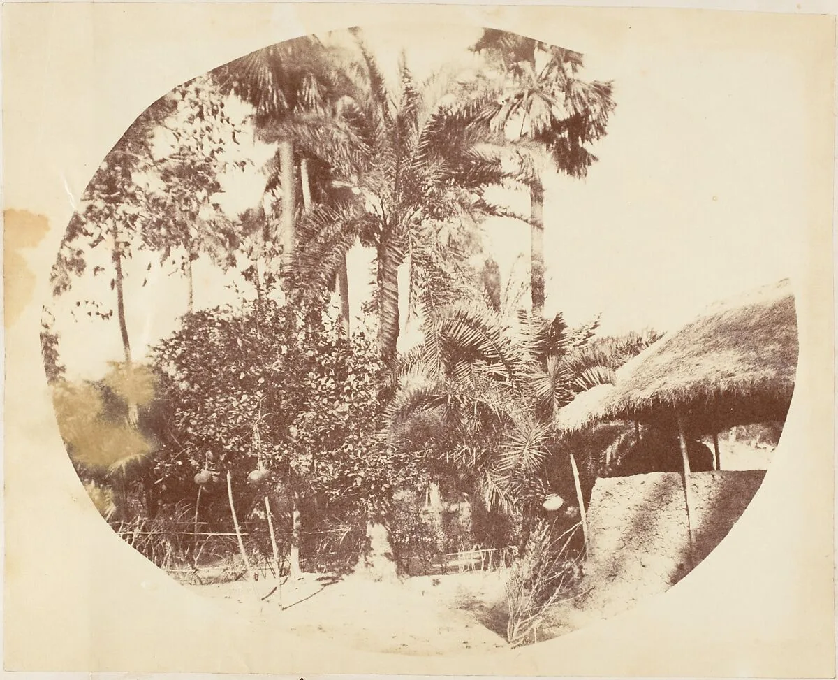 View in the Jungle, Bengal — Captain R. B. Hill