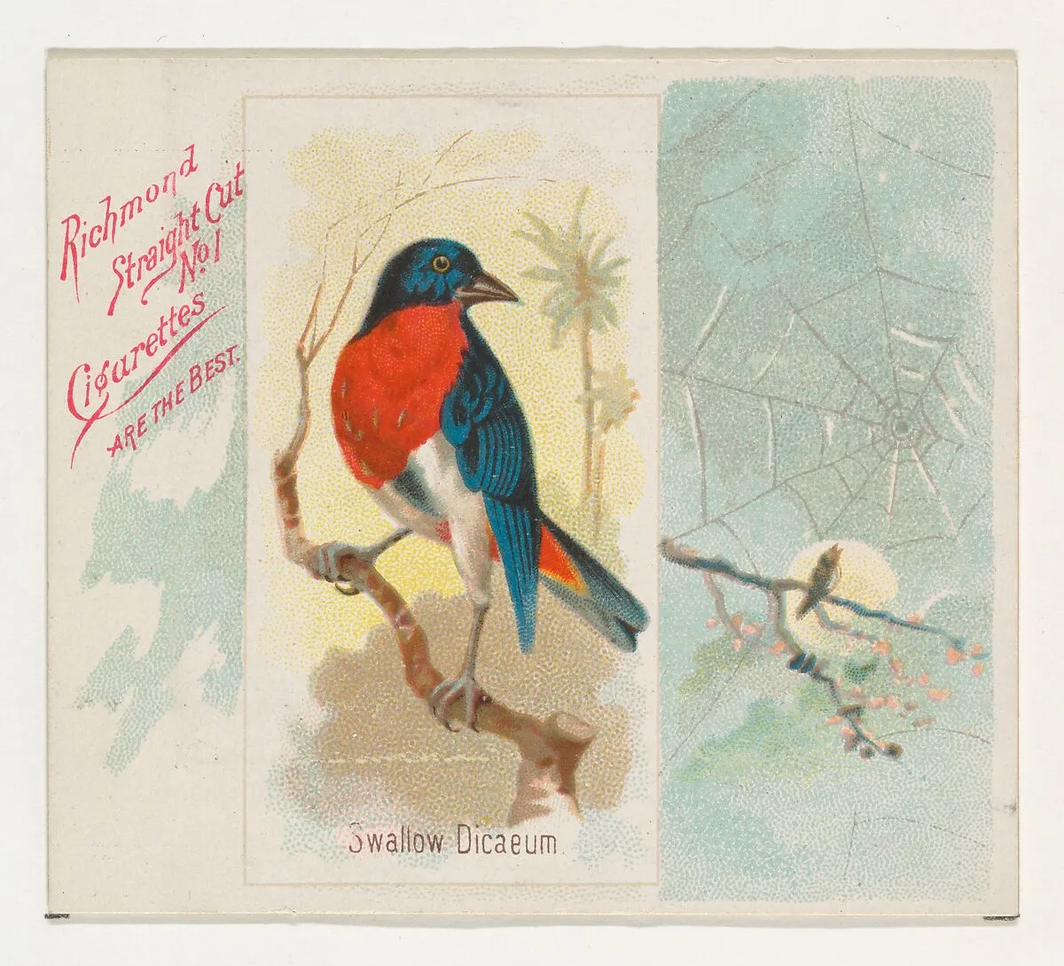 Swallow Dicaeum, from the Song Birds of the World series (N42) for Allen & Ginter Cigarettes — Allen & Ginter|George S. Harris & Sons