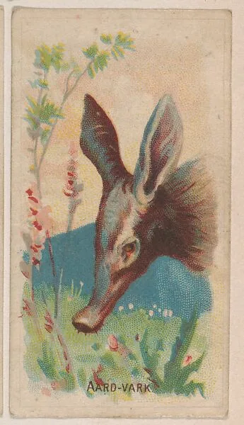 Aard-Vark, collector card from the Animal Pictures series (D8), issued by the Weber Baking Company to promote Onist Milk and Pullman Bread — Weber Baking Company