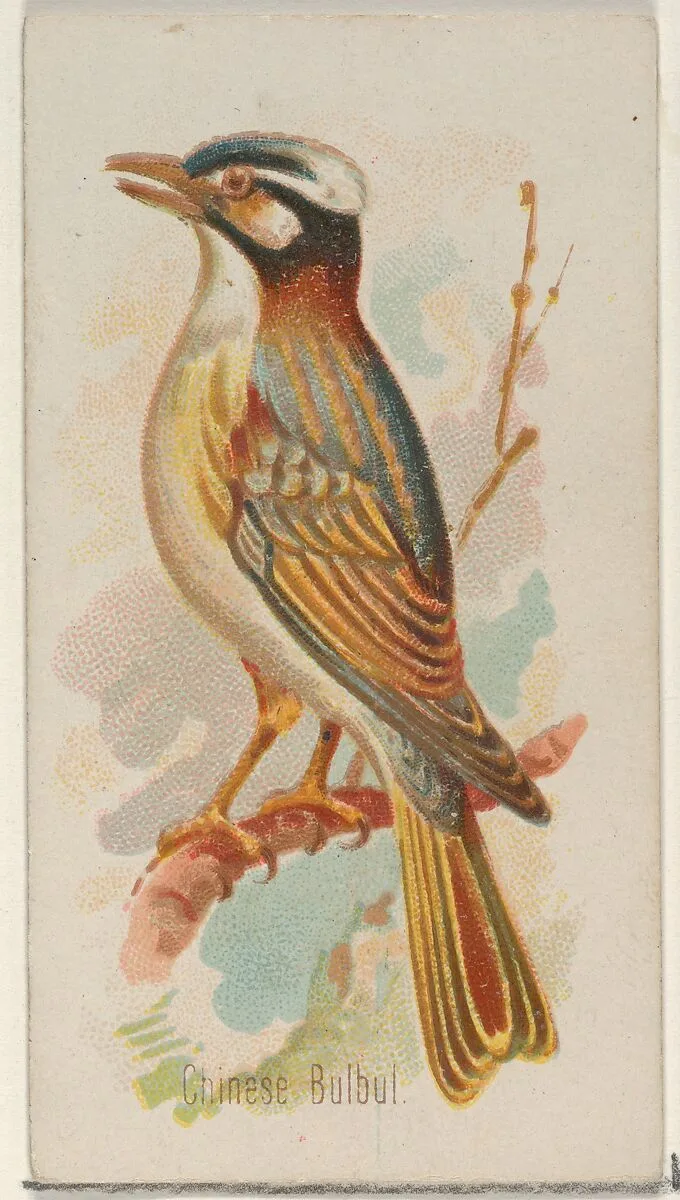Chinese Bulbul, from the Song Birds of the World series (N23) for Allen & Ginter Cigarettes — George S. Harris & Sons|Allen & Ginter