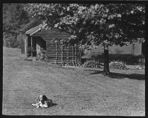 [Dog in Front of Wooden Building on Grounds of Estate of Suzette Morton Hamill, Lake Forest, Illinois]