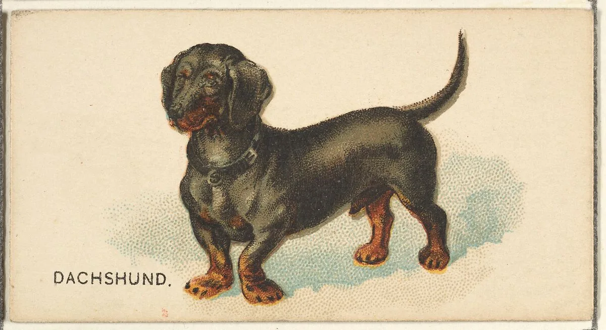 Dachshund, from the Dogs of the World series for Old Judge Cigarettes — Goodwin & Company