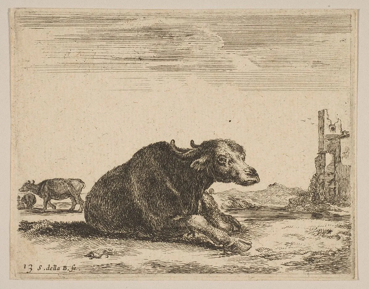 Plate 13: Buffalo lying down, from "Various animals" (Diversi animali) — Stefano della Bella