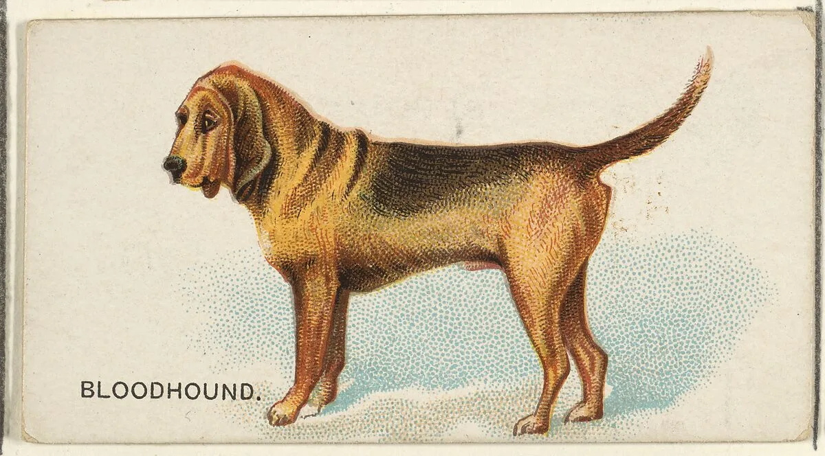 Bloodhound, from the Dogs of the World series for Old Judge Cigarettes — Goodwin & Company