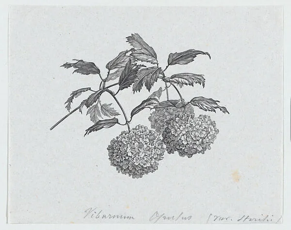 Botanical illustration: Viburnum opulus Sterilis — Félix Leblanc