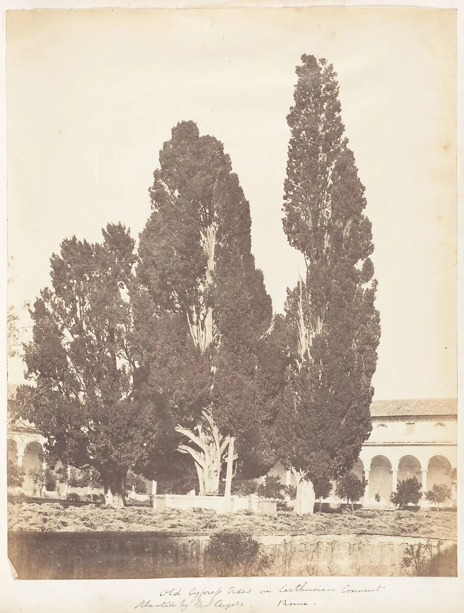 Old Cypress Trees in Carthusian Convent, Rome — Jane Martha St. John