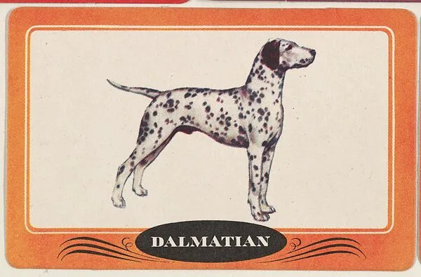 Dalmation, bakery insert card from the Dogs series (D26), issued by the Omar Baking Company — Omar Baking Company