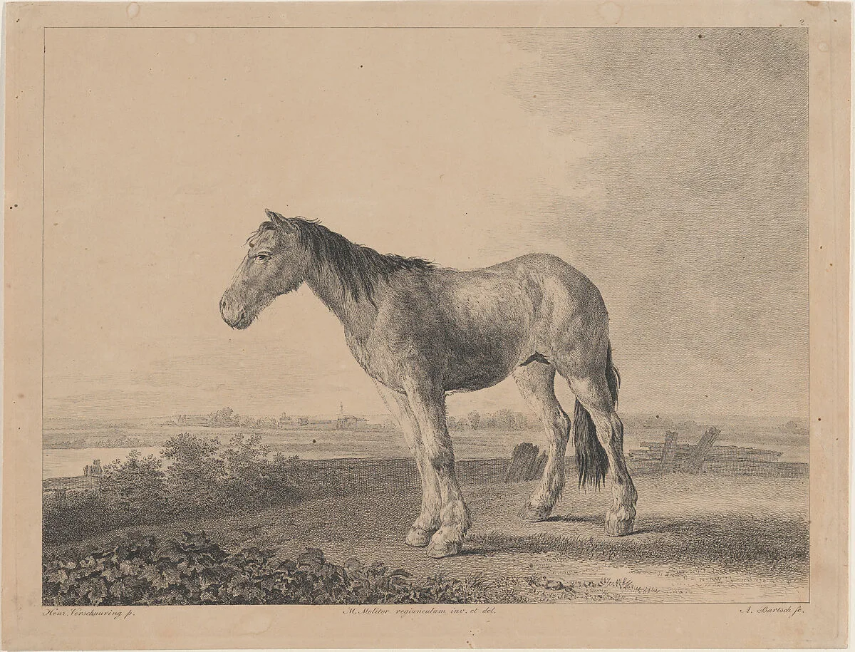 Horse standing on a field in profile to left — Adam von Bartsch|Martin von Molitor|Hendrick Verschuring