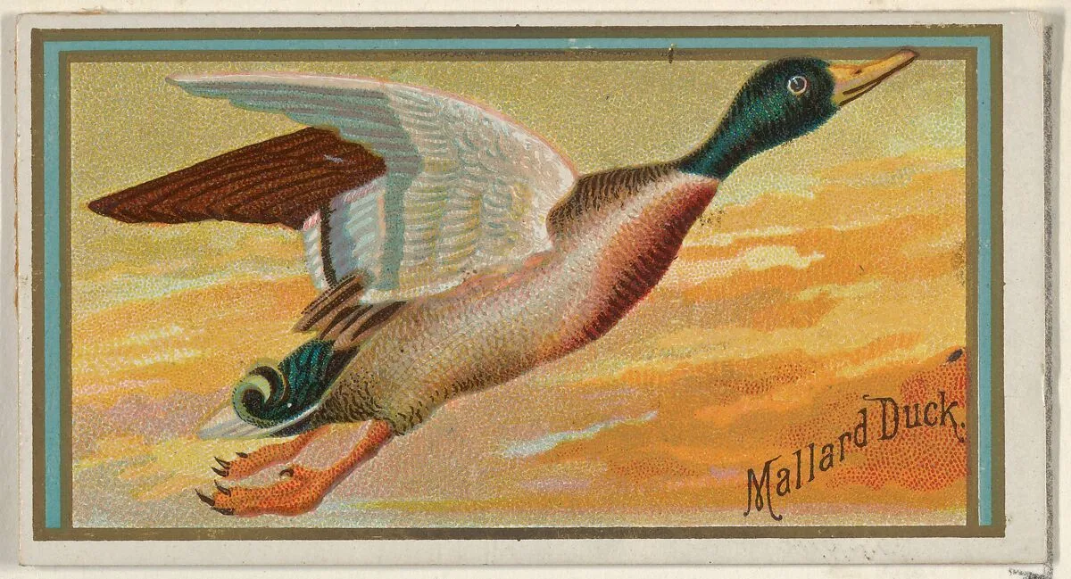 Mallard Duck, from the Game Birds series (N13) for Allen & Ginter Cigarettes Brands — Allen & Ginter|George S. Harris & Sons