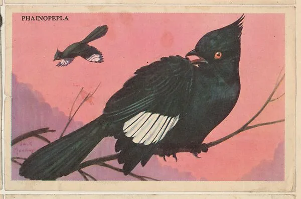 Phainopepla, bakery card from the California Bird Pictures series (D39-2), issued by the Gordon Bread Company — Gordon Bread Company