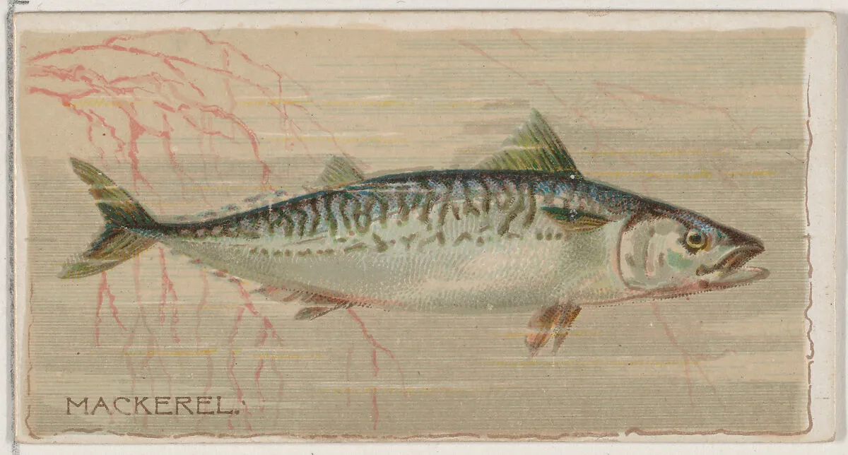 Mackerel, from the series Fishers and Fish (N74) for Duke brand cigarettes — W. Duke, Sons & Co.|Knapp & Company