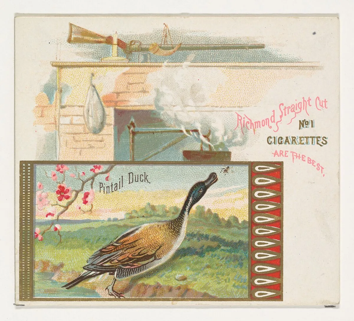 Pintail Duck, from the Game Birds series (N40) for Allen & Ginter Cigarettes — Allen & Ginter