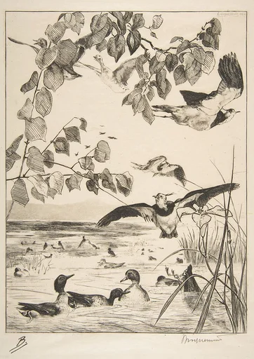 Vanneaux et Sarcelles