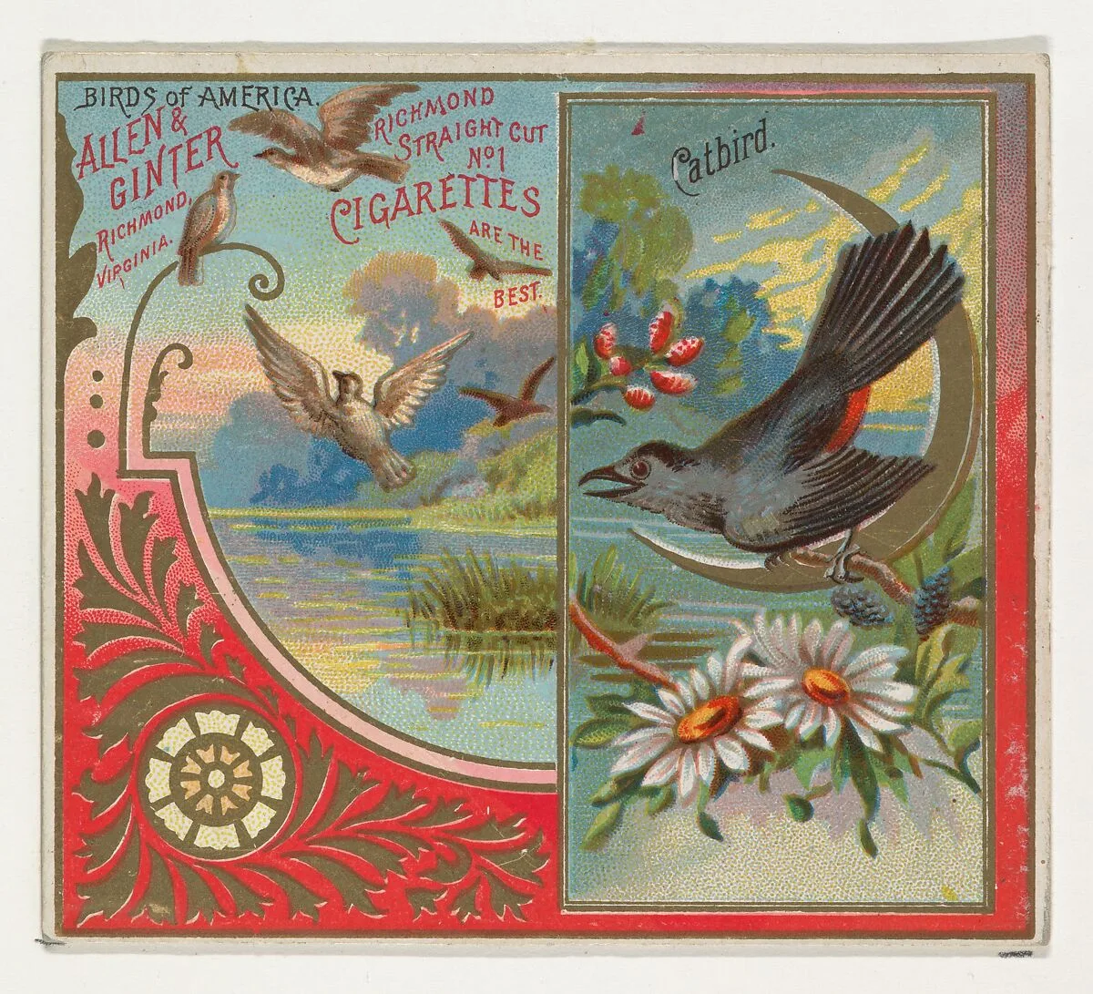 Catbird, from the Birds of America series (N37) for Allen & Ginter Cigarettes — Allen & Ginter