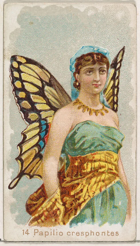 Card 14, Papilio Cresphontes, from the Butterflies series (N183) issued by Wm. S. Kimball & Co. — Julius Bien|William S. Kimball & Company
