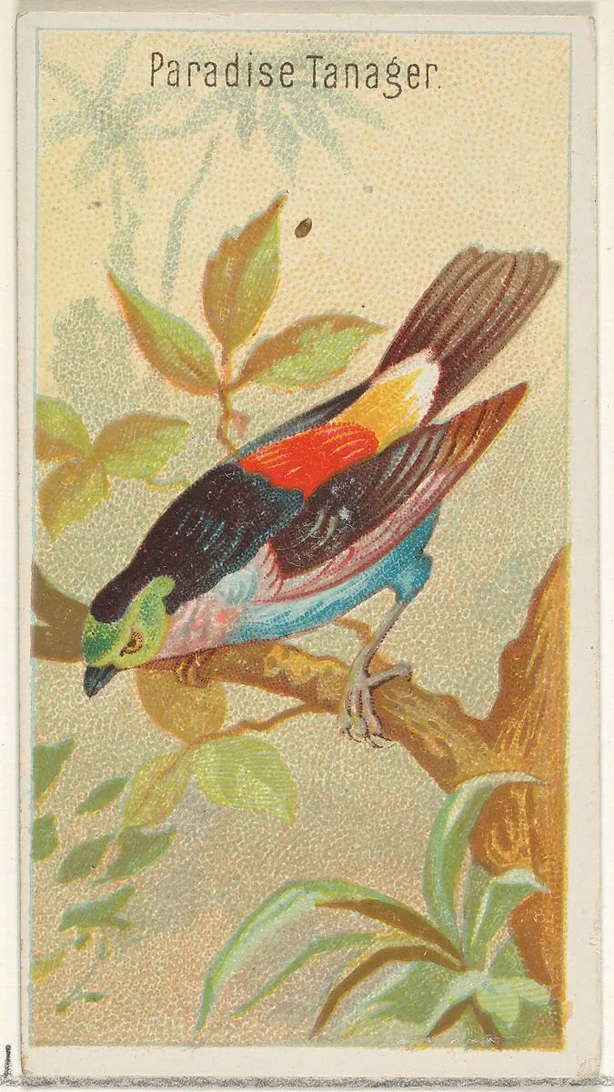 Paradise Tanager, from the Birds of the Tropics series (N5) for Allen & Ginter Cigarettes Brands — Allen & Ginter|George S. Harris & Sons