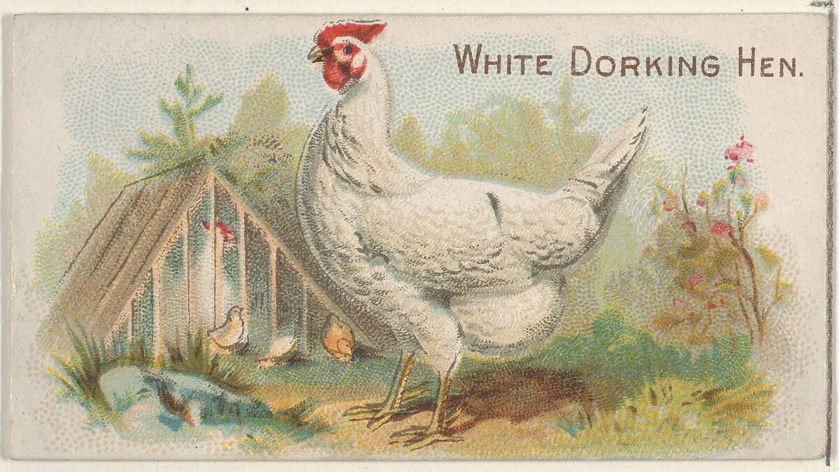 White Dorking Hen, from the Prize and Game Chickens series (N20) for Allen & Ginter Cigarettes — Allen & Ginter|The Gast Lithograph & Engraving Company