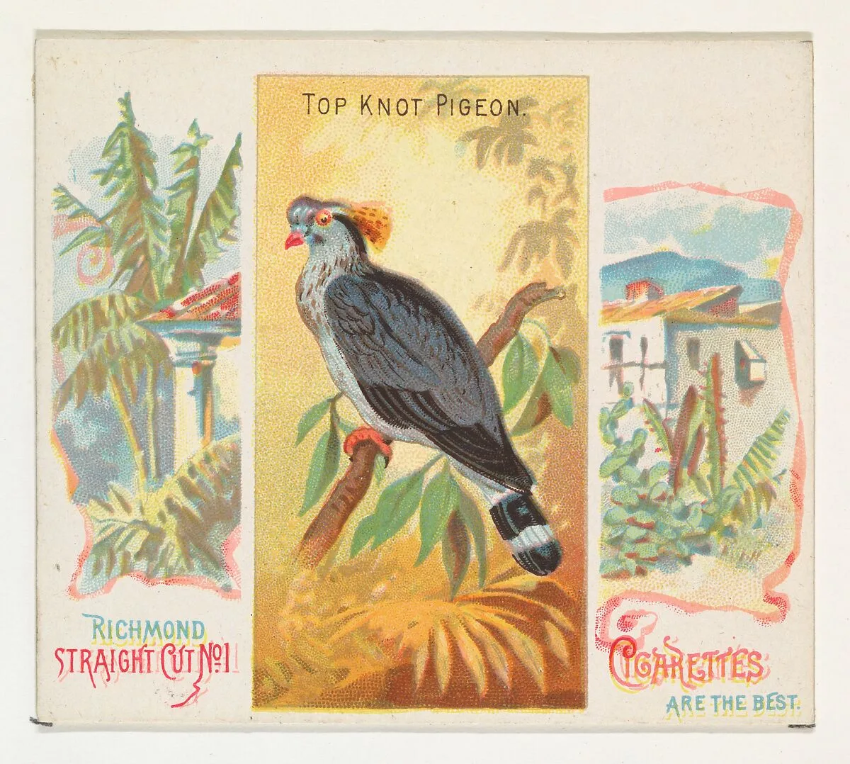 Top Knot Pigeon, from Birds of the Tropics series (N38) for Allen & Ginter Cigarettes — Allen & Ginter|George S. Harris & Sons
