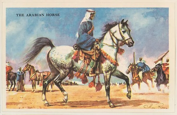 The Arabian Horse, bakery card from the Horses series (D39-5), issued by the Gordon Bread Company — Gordon Bread Company