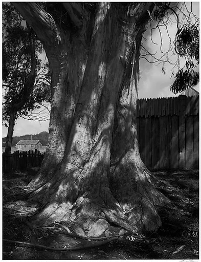 Eucalyptus Tree, Fort Ross, California