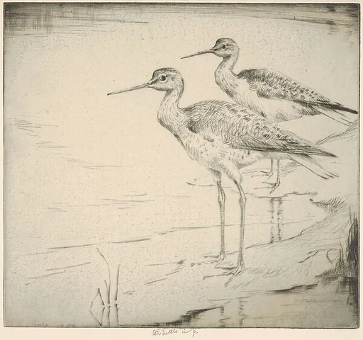 Two Yellow-legs (Wading in)