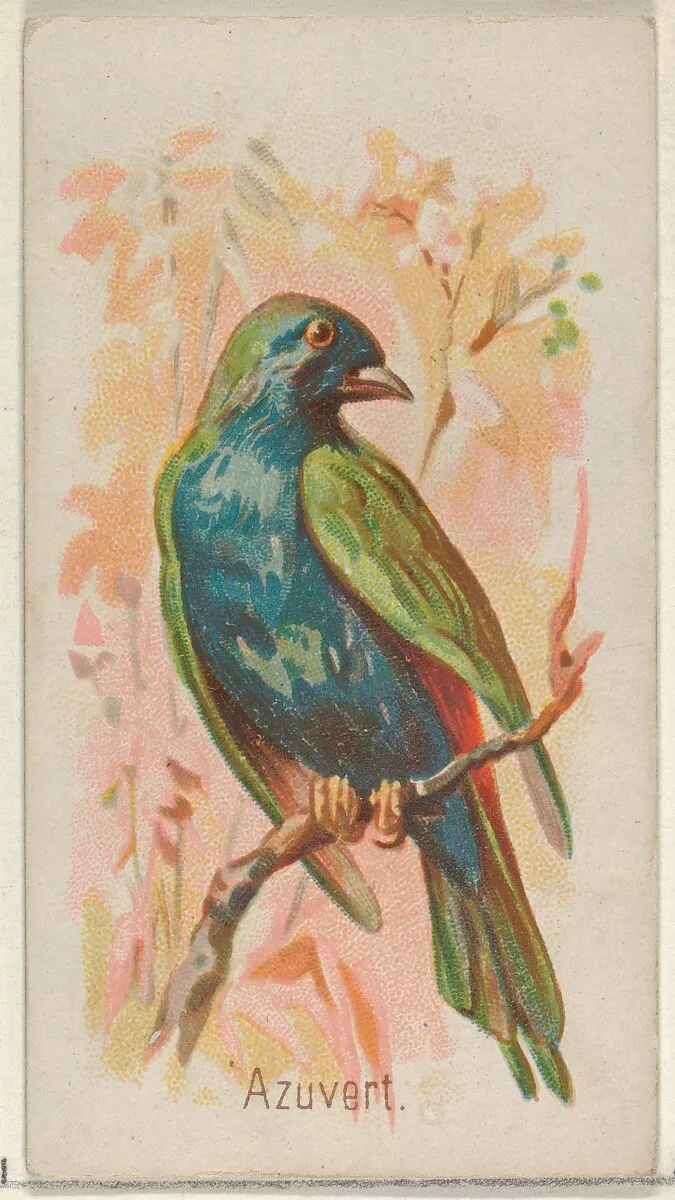Azuvert, from the Song Birds of the World series (N23) for Allen & Ginter Cigarettes — Allen & Ginter|George S. Harris & Sons