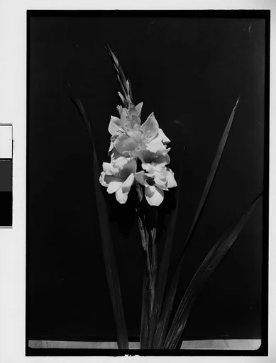 [Gladiola in Front of Backdrop, Darien, Connecticut]