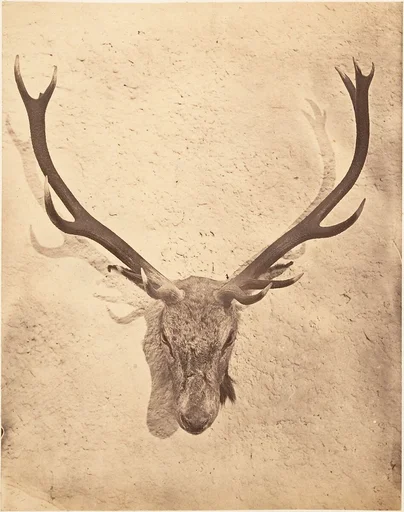 [Stag Trophy Head Killed by Ned Ross]