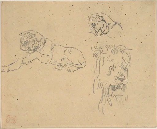 Three Studies of a Lion