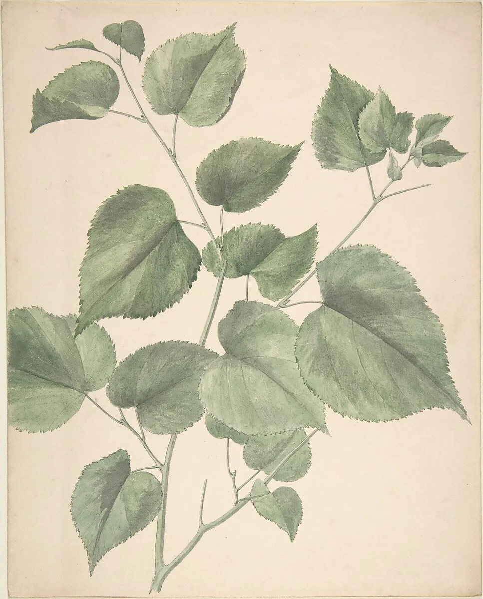 Leaves — Anonymous, British, 19th century