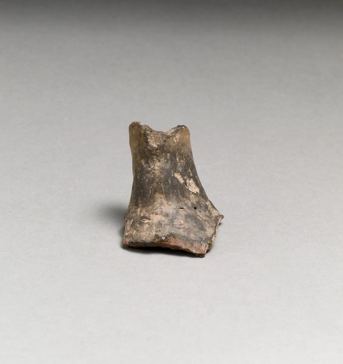 Jug beak — Unknown
