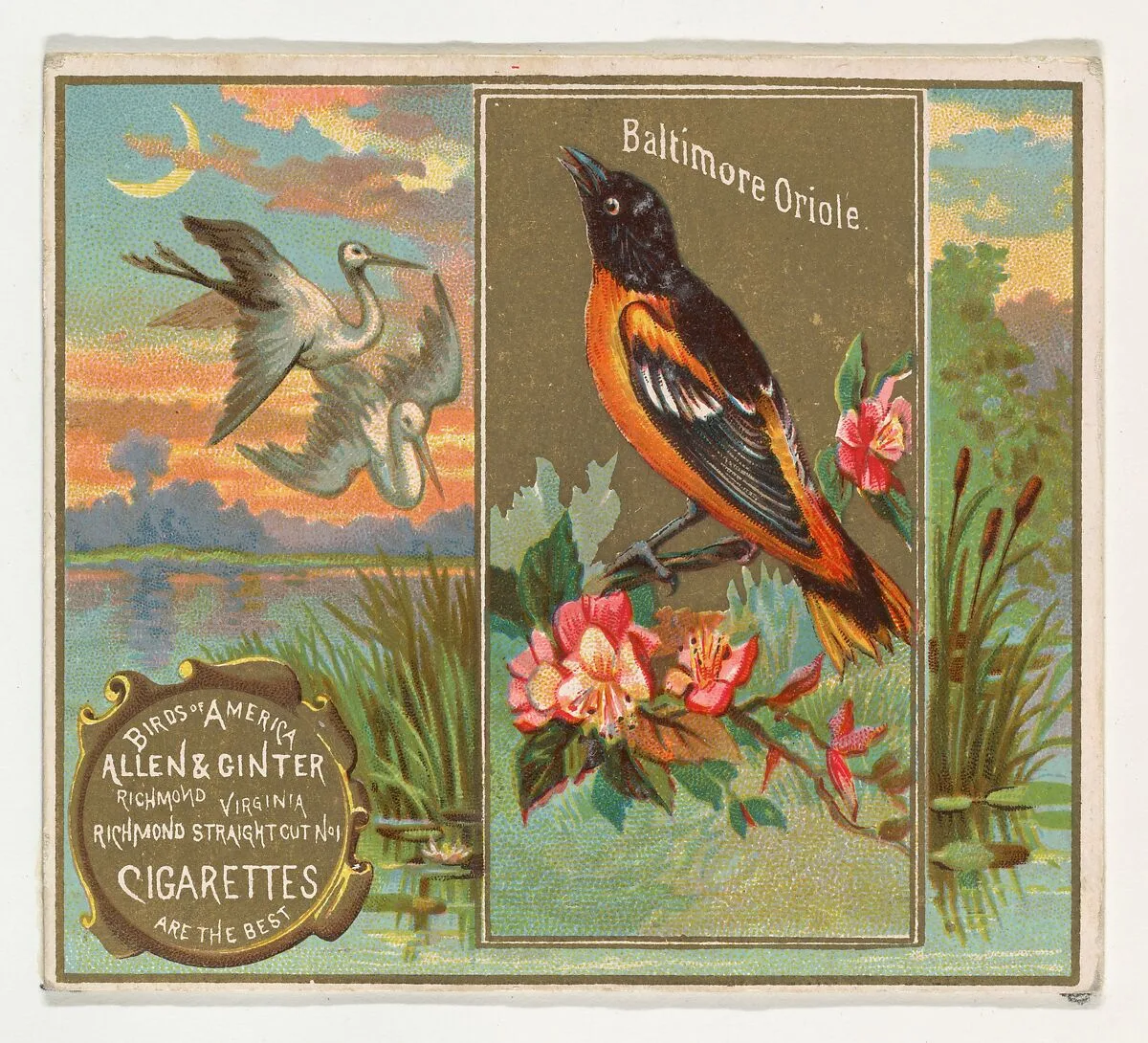 Baltimore Oriole, from the Birds of America series (N37) for Allen & Ginter Cigarettes — Allen & Ginter