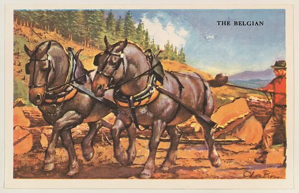 The Belgian, bakery card from the Horses series (D39-5), issued by the Gordon Bread Company — Gordon Bread Company