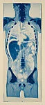 [Cross Section of a Human Body]
