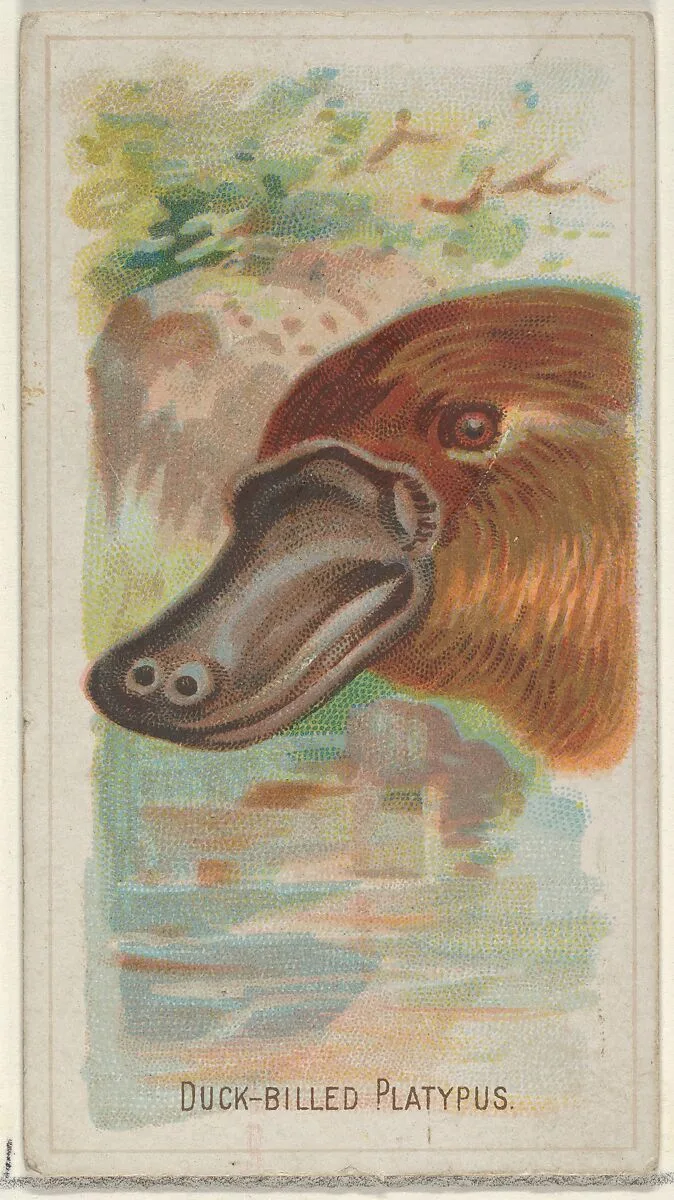 Duck-Billed Platypus, from the Wild Animals of the World series (N25) for Allen & Ginter Cigarettes — George S. Harris & Sons|Allen & Ginter