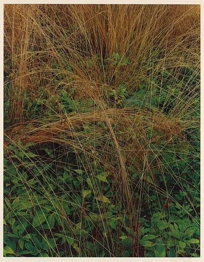 Long-stemmed Grasses, Great Spruce Head Island, Maine
