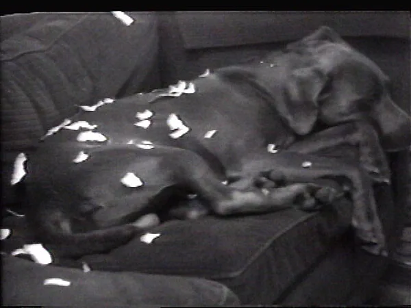Snowflakes — William Wegman