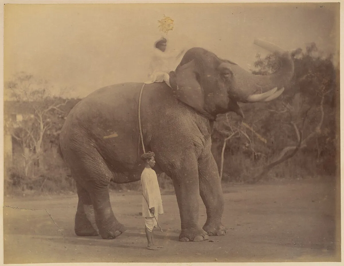 The Great Elephant Saluting — Lala Deen Dayal