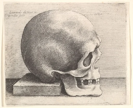 Skull in profile to right