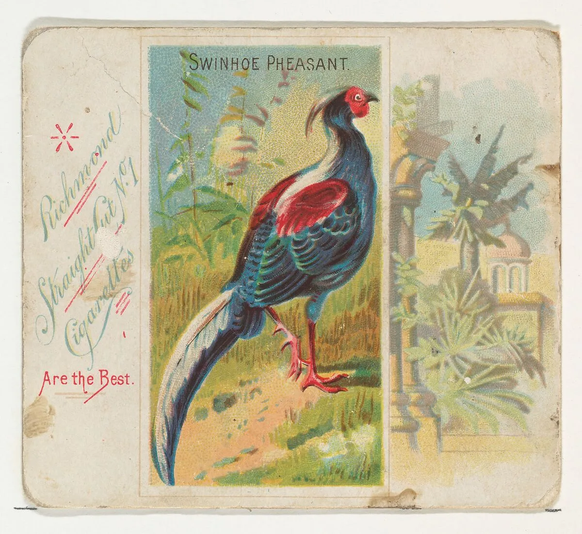 Swinhoe Pheasant, from Birds of the Tropics series (N38) for Allen & Ginter Cigarettes — Allen & Ginter|George S. Harris & Sons
