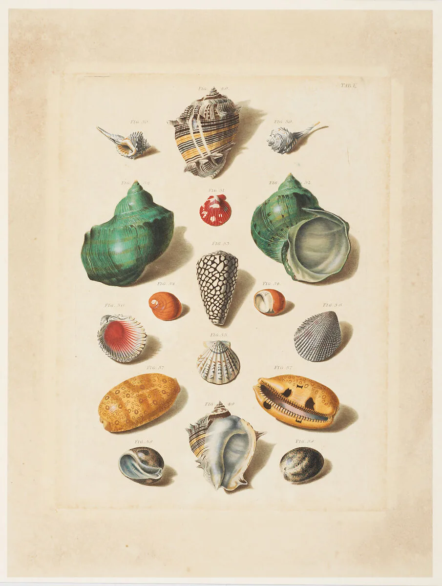 Plate V, from "Choix de Coquillages et de Crustacés" — Franz Michael Regenfuss