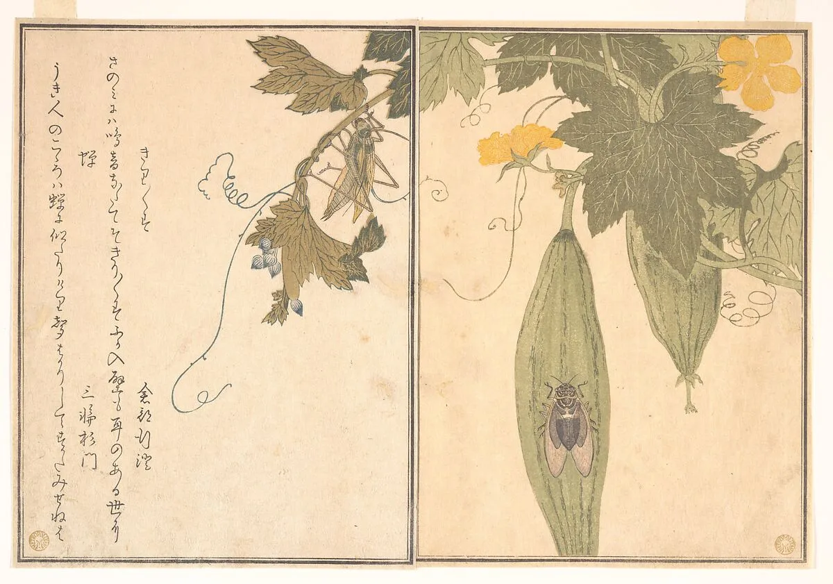 『画本虫撰』「きりきりす」「蝉」|Grasshopper (Kirigirisu); Cicada (Semi), from the Picture Book of Crawling Creatures (Ehon mushi erami) — Kitagawa Utamaro