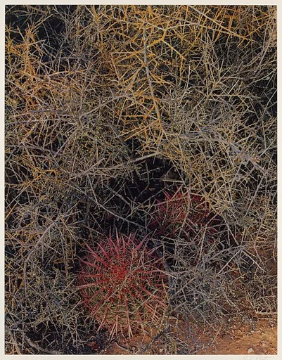 Red-spined Cactus and Lichen-covered Branches, Near El Aguajito, Baja California