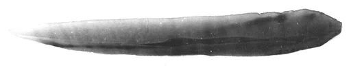 Blade